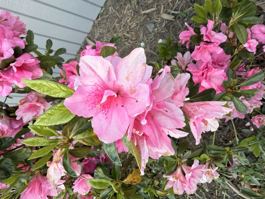 Azaleas in the garden